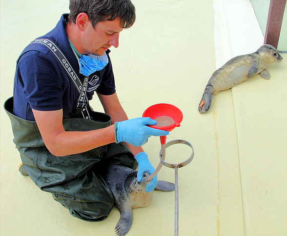 Heu­ler von der Mit­tel­p­la­te las­sen es sich schmecken