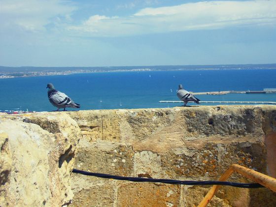 Castell de Bellver, hoch über den Dächern Palmas