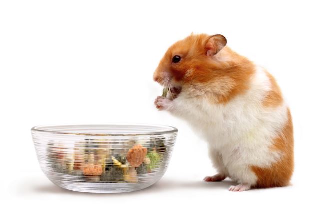 Tier­welt – Hams­ter sind kei­ne Vegetarier
