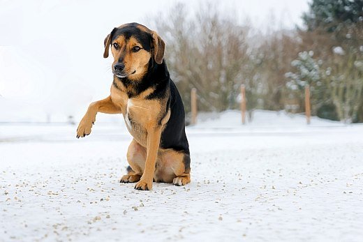 So kommt der Hund gut über den Winter