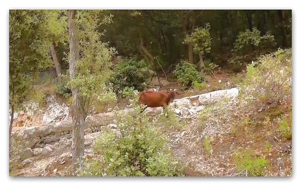Soller - Weltkulturerbe in der Sierra Tramuntana