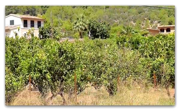Soller - Weltkulturerbe in der Sierra Tramuntana