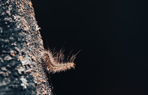 Jülich – Bekämp­fung des Eichenprozessionsspinners