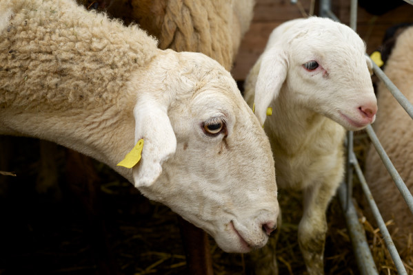 Vete­ri­när­amt teilt Hin­weis zum Opfer­fest&nbsp;mit