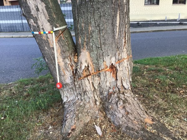 Jülich: Bäu­me in Lich-Stein­straß angesägt