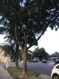 Die beschädigten Bäume in der Steinstraßer Allee.